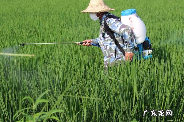 水稻扬花后是否要打药