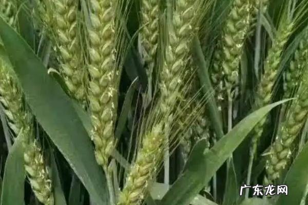 优质强筋小麦有哪些