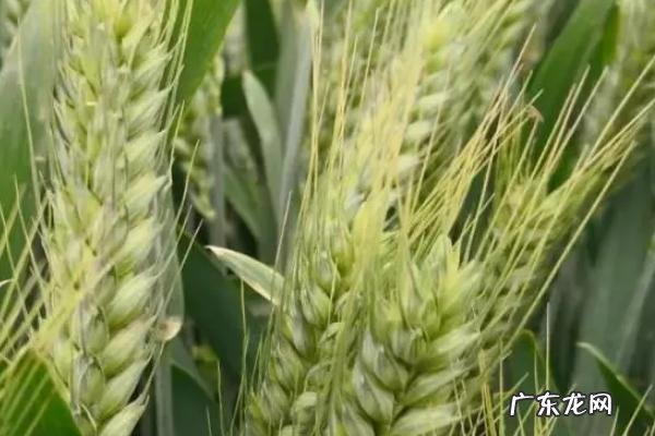 优质强筋小麦有哪些