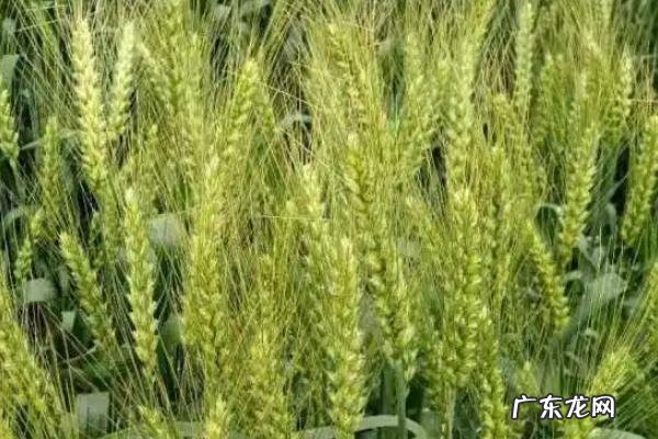 优质强筋小麦有哪些