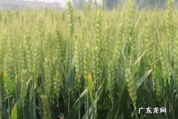 优质强筋小麦有哪些