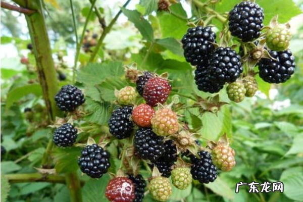 农业创业致富项目有哪些,根据所在地的优势进行养殖种植