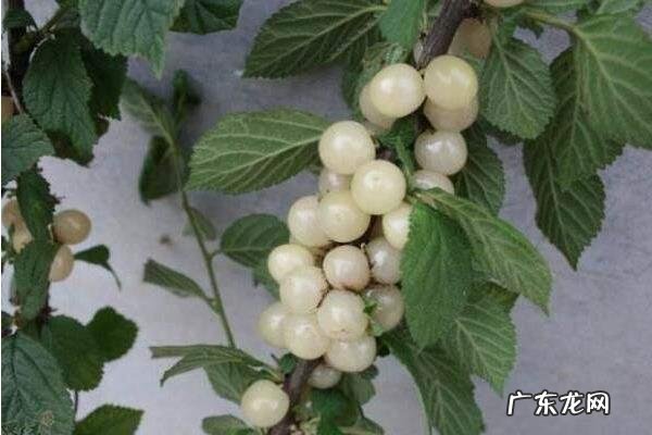 农业创业致富项目有哪些,根据所在地的优势进行养殖种植