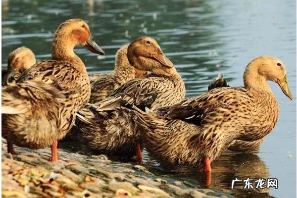 农业创业致富项目有哪些,根据所在地的优势进行养殖种植