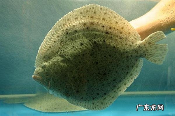 农业创业致富项目有哪些,根据所在地的优势进行养殖种植