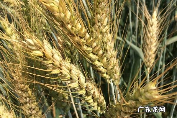 周麦40的特征特性