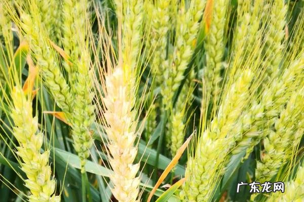 周麦40的特征特性