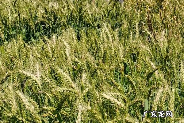 周麦40的特征特性