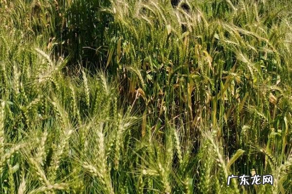 周麦40的特征特性