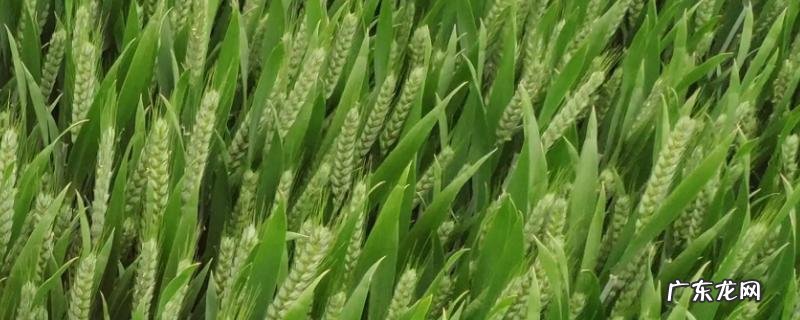 周麦40的特征特性