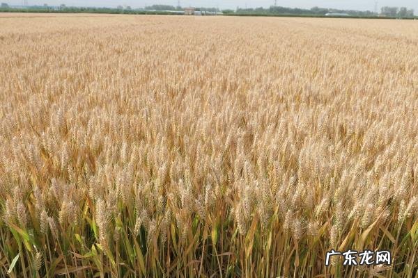亩产1800斤的超高产小麦品种