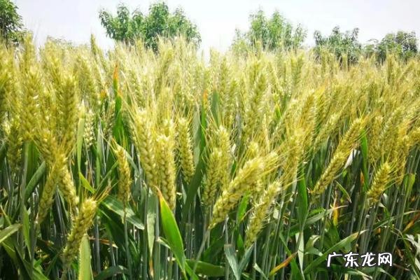 亩产1800斤的超高产小麦品种