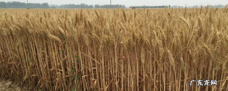 亩产1800斤的超高产小麦品种
