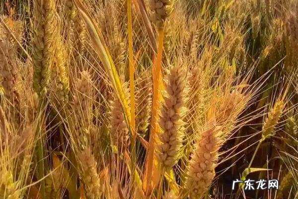 亩产1800斤的超高产小麦品种