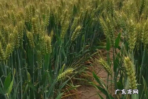 亩产1800斤的超高产小麦品种