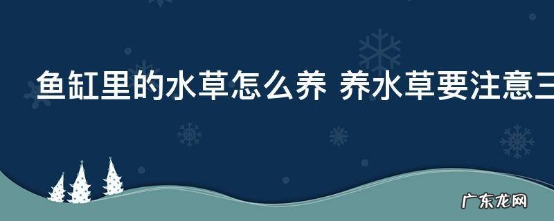 鱼缸里的水草怎么养 养水草要注意三个方面