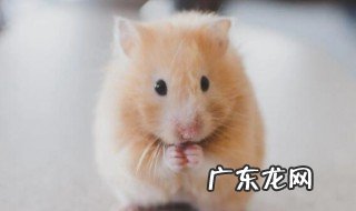 仓鼠夏天怕热怎么办 仓鼠夏天怕热的解决方法