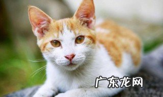 新手养猫有哪些注意事项 盘点新手养猫的注意事项