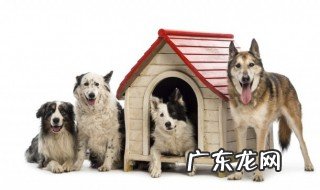 哪些狗属于运动犬 关于哪些狗属于运动犬