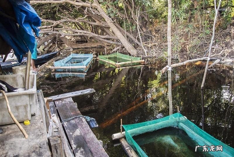 宝莲灯鱼对风水有影响吗视频