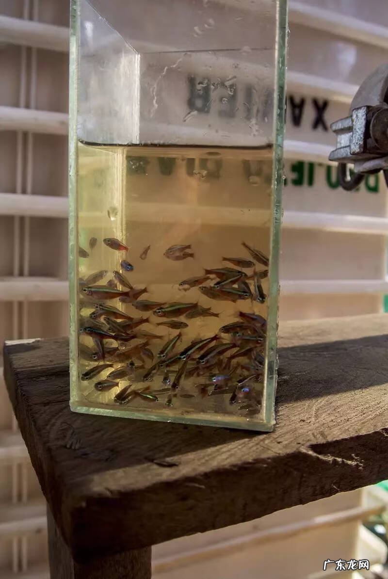 宝莲灯鱼对风水有影响吗视频