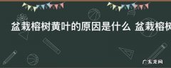 盆栽榕树黄叶的原因是什么 盆栽榕树黄叶的原因及解决方法