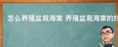 怎么养殖盆栽海棠 养殖盆栽海棠的技巧