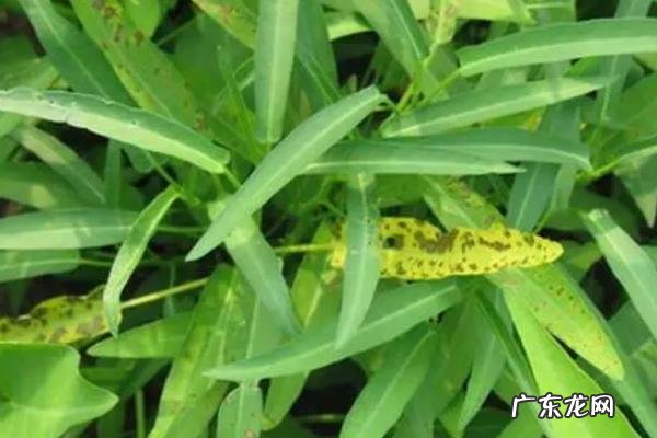 常见的空心菜病虫害