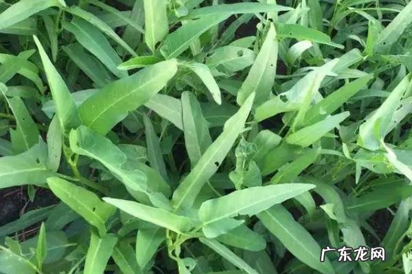 常见的空心菜病虫害