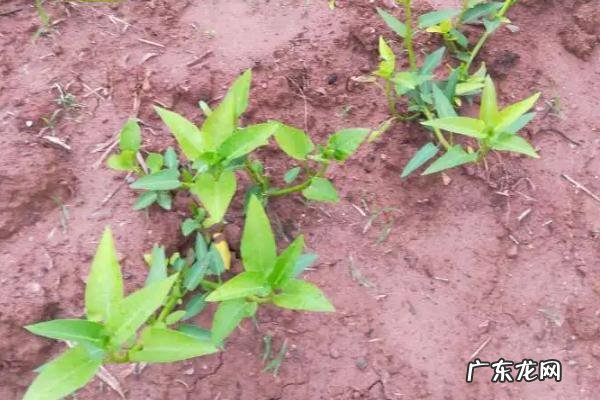 常见的空心菜病虫害