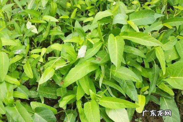 常见的空心菜病虫害