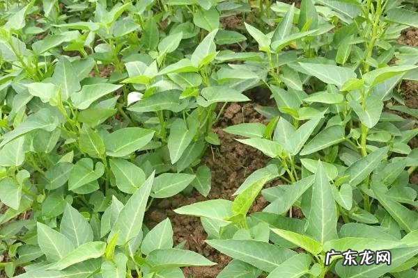 常见的空心菜病虫害