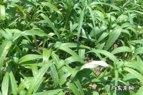 常见的空心菜病虫害