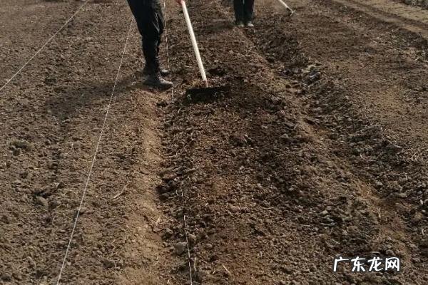 什么土壤适合种植辣椒