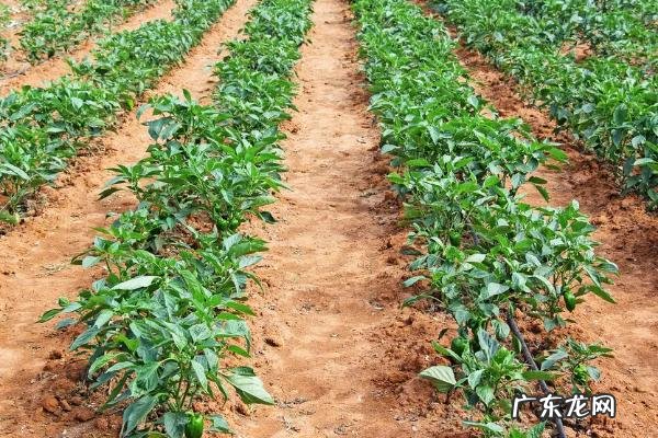 什么土壤适合种植辣椒