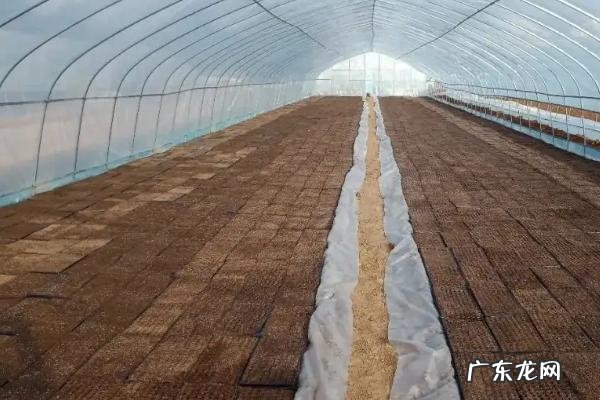 什么土壤适合种植辣椒