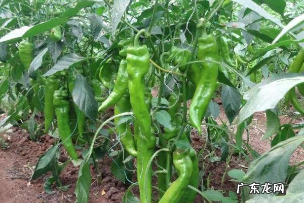 什么土壤适合种植辣椒