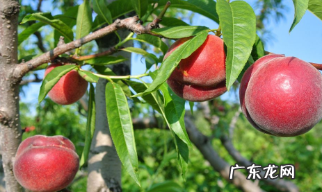 血桃放放会软吗