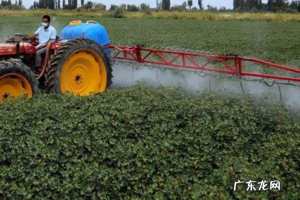 棉花的种植过程