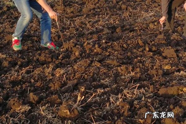 莪术的亩产量一般是多少斤