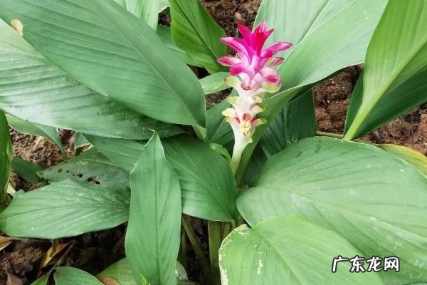 莪术的亩产量一般是多少斤