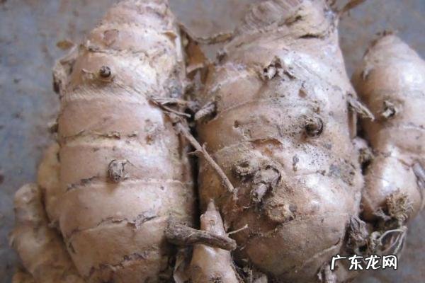 莪术的亩产量一般是多少斤