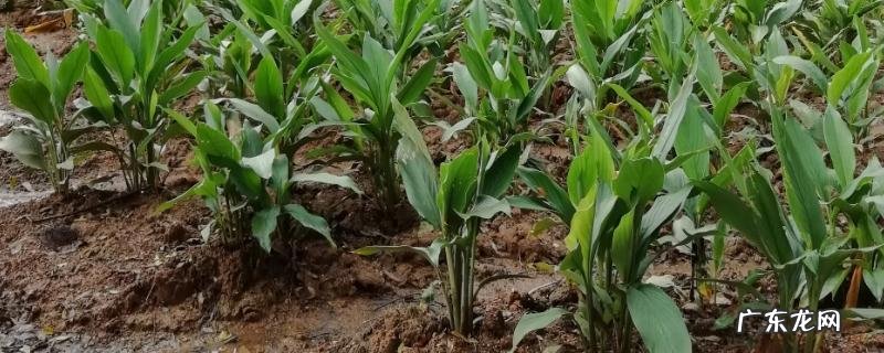 莪术的亩产量一般是多少斤