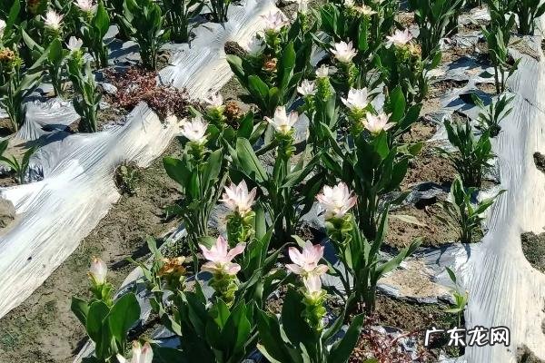 莪术的亩产量一般是多少斤