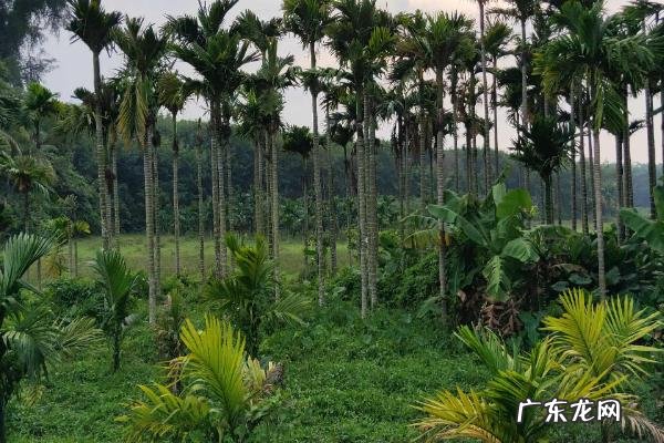 一亩地能种多少棵槟榔