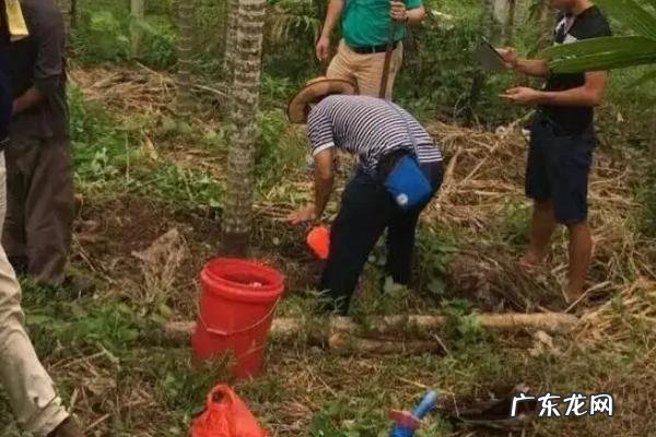 一亩地能种多少棵槟榔