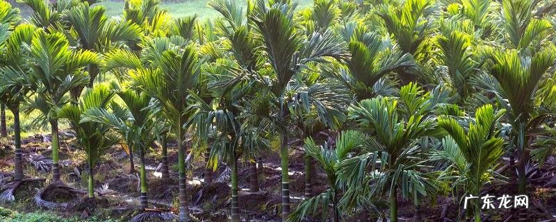 一亩地能种多少棵槟榔