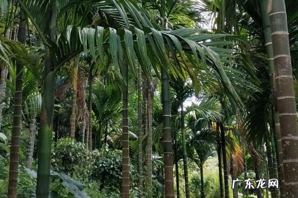 一亩地能种多少棵槟榔