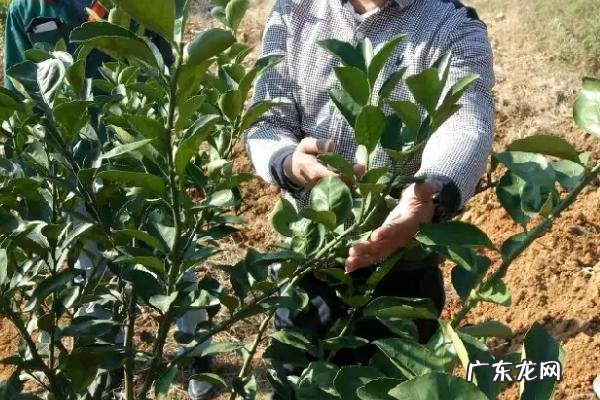 柑橘果实的生长发育适温