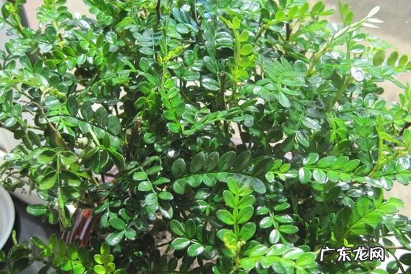 清香木养殖要点,附养殖注意事项